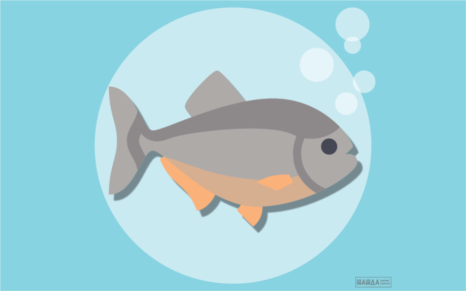 Разведение рыбы в искусственных водоемах как бизнес: с чего начать?