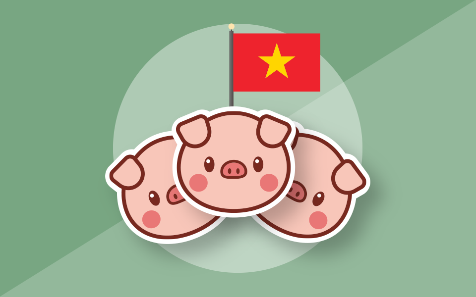 Разведение вьетнамской вислобрюхой свиньи как бизнес